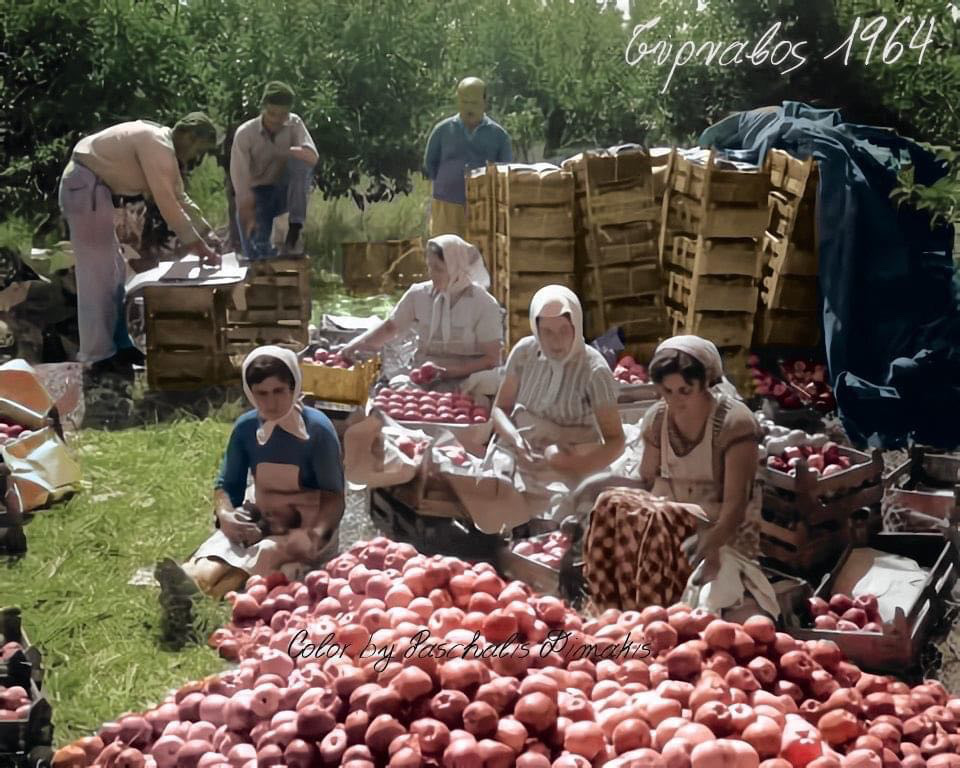 Τύρναβος 1964  Διαλογή μήλων και τοποθέτηση τους σε ξύλινα τελάρα της εποχής…Τάκη Τλούπα