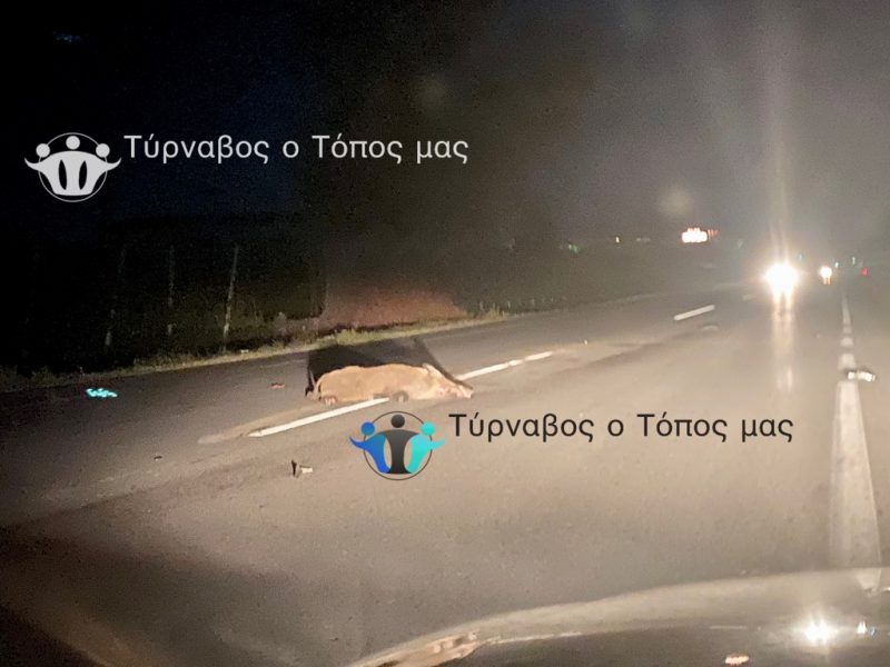 Συμβαίνει τώρα Σύγκρουση 3 αυτοκινήτων με αγριογούρουνο στο δρόμο Τυρνάβου Λάρισας