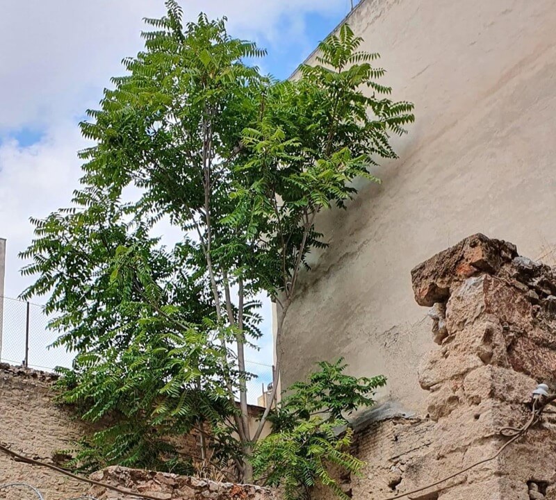 Ailanthus altissima- Δέντρο του παραδείσου- Βρωμόδεντρο