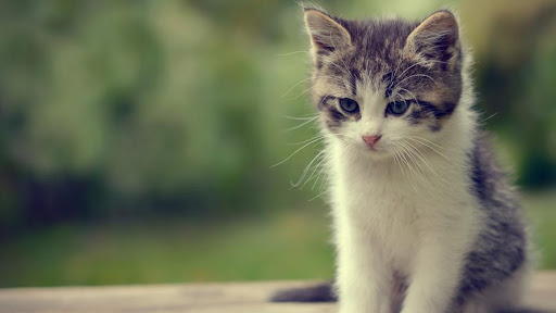 Οι γάτες μπορούν να ξεχωρίσουν τη φωνή του «αφεντικού» όταν τους απευθύνεται