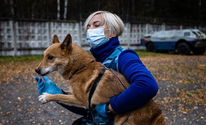Στη Ρωσία ξεκίνησε ο εμβολιασμός των ζώων κατά του κορονοϊού