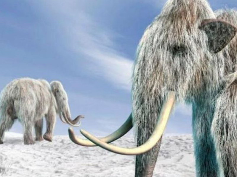 Απομονώθηκε το αρχαιότερο DNA στον κόσμο από απομεινάρια μαμούθ στη Σιβηρία ηλικίας 1,2 εκατ. ετών