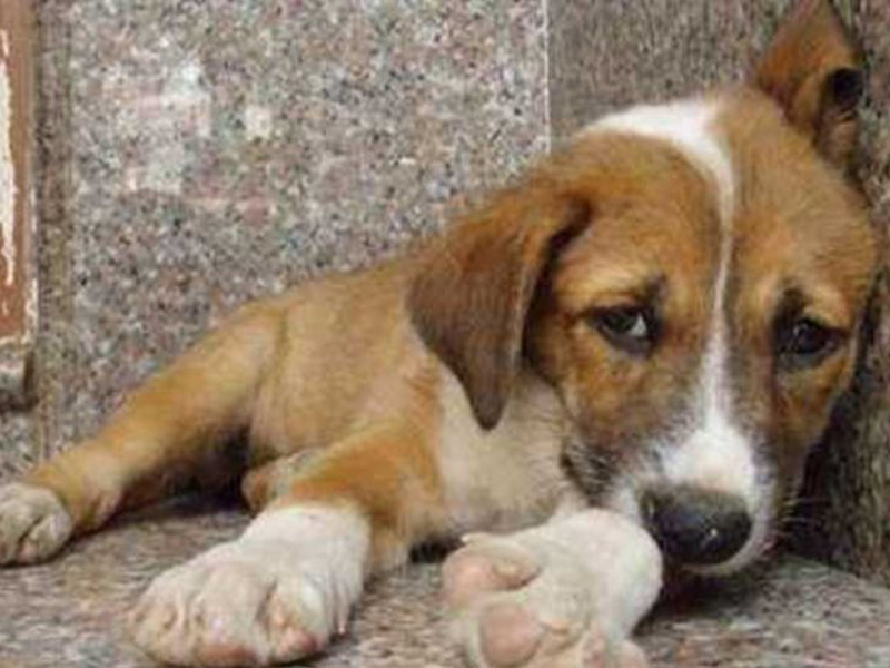 Χειροπέδες και πρόστιμο 30.000 ευρώ σε οδηγό στον Βόλο που παρέσυρε από πρόθεση και σκότωσε σκύλο