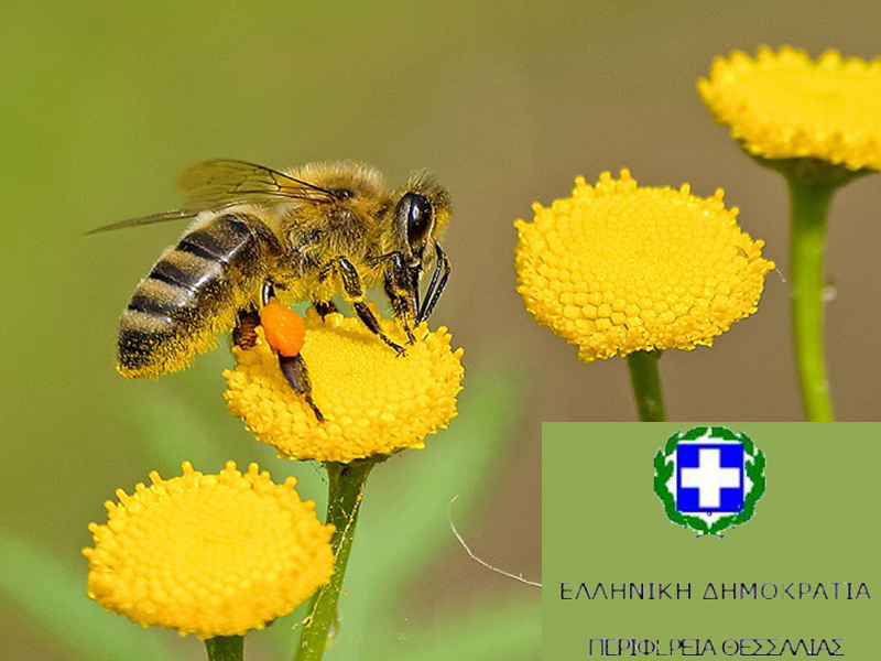 Προστασία μελισσών από χημικούς ψεκασμούς