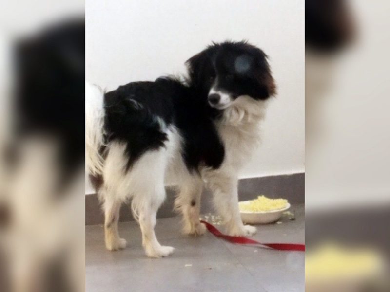 Χάθηκε στον Τύρναβο το εικονιζόμενο σκυλάκι της φωτογραφίας ακούει στο όνομα Λέων
