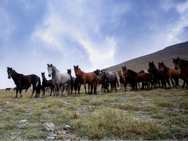 Άγρια άλογα του Ολύμπου: Οι Απόγονοι του Βουκεφάλα καλπάζουν ελεύθεροι