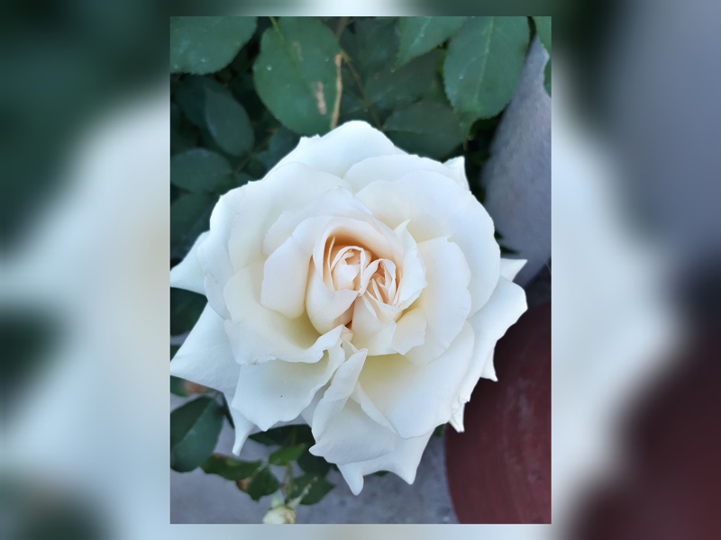 Η σημασία των χρωμάτων στα τριαντάφυλλα και το πιο σπάνιο τριαντάφυλλο του κόσμου