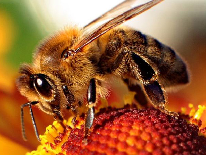 Πράγματα που πρέπει να γνωρίζετε για το μέλι
