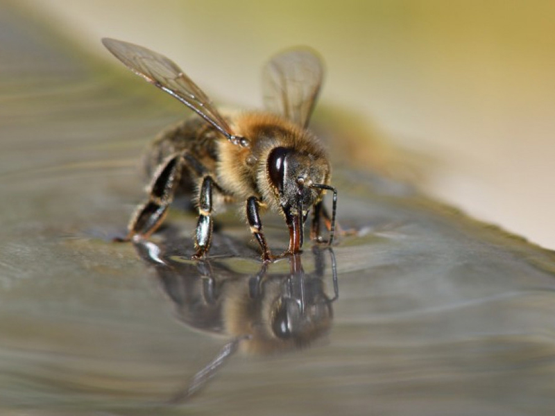 Μέλισσες εκπαιδεύτηκαν να μυρίζουν κορονοϊό