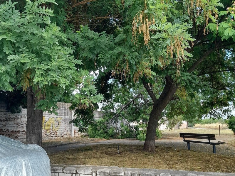 Έσπασε μεγάλο κλωνάρι δέντρου σε πάρκο στον Τύρναβο
