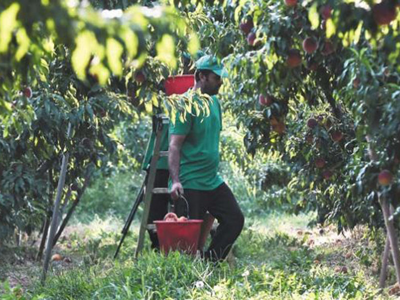 Αναζητούν εργάτες γης σε Βιετνάμ και Αίγυπτο οι Έλληνες αγρότες