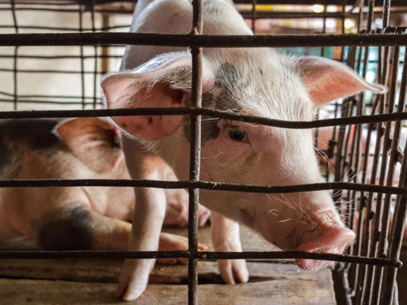 Την απαγόρευση της εκτροφής σε κλουβιά προωθεί η Κομισιόν για ορισμένα ζώα