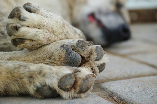Κτηνωδία στον Τύρναβο νεκρό σκυλί από φόλα διασωληνωμένο ένα άλλο