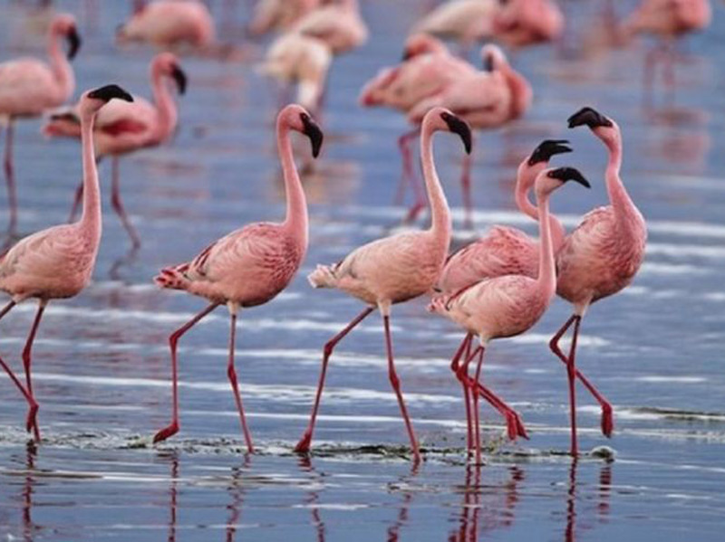 Φλαμίνγκο – Εντυπωσιακές εικόνες από τη στάση των ροζ πουλιών στον Αγιόκαμπο