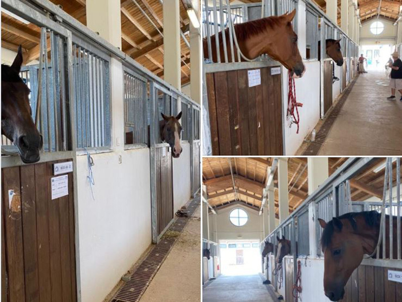 Συγκινητική και ευχάριστη είδηση “Σώθηκαν όλα τα άλογα” στην ευρύτερη περιοχή της Βαρυμπόμπης