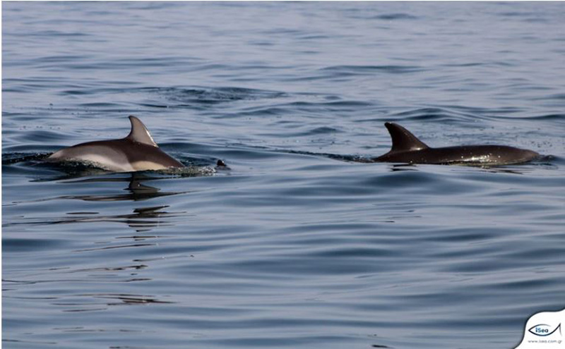Τα δελφίνια του Θερμαϊκού καταγράφει και μελετά η iSea