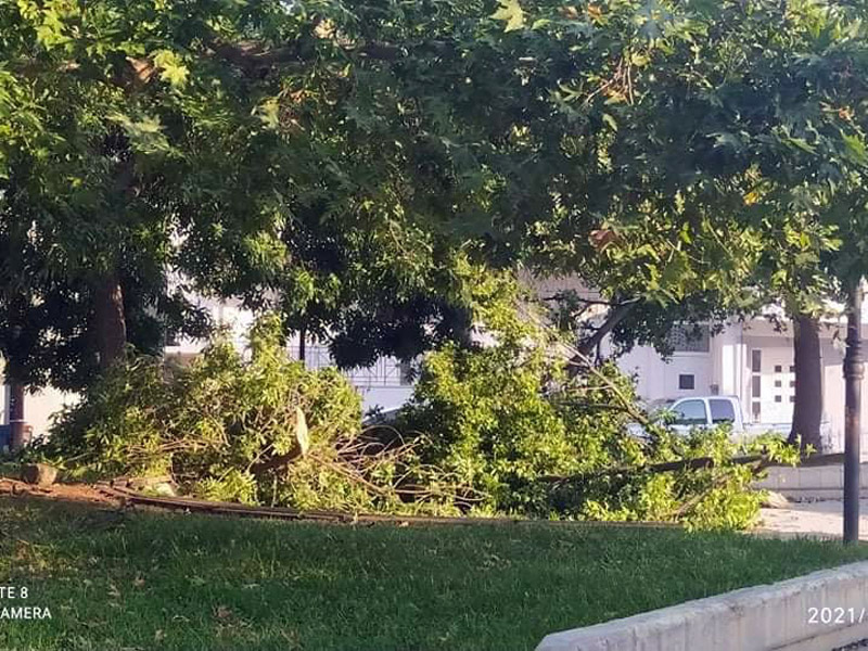 Έπεσε μεγάλο κλωνάρι δέντρου στο πάρκο Καμάρα Τυρνάβου