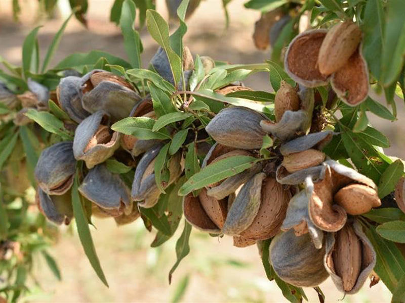 Αισιοδοξία για τα αμύγδαλα στη Θεσσαλία για την φετινή παραγωγή, επιφυλάξεις όμως για τις τιμές