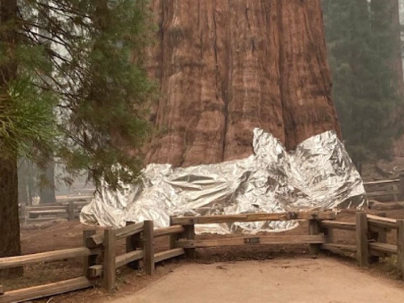 Το μεγαλύτερο δέντρο του κόσμου προστατεύεται με ειδική κουβέρτα από τις πυρκαγιές
