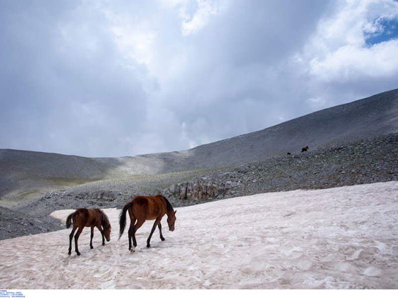 Τα άγρια άλογα της Ελλάδας: Οι απόγονοι του Βουκεφάλα καλπάζουν ελεύθεροι