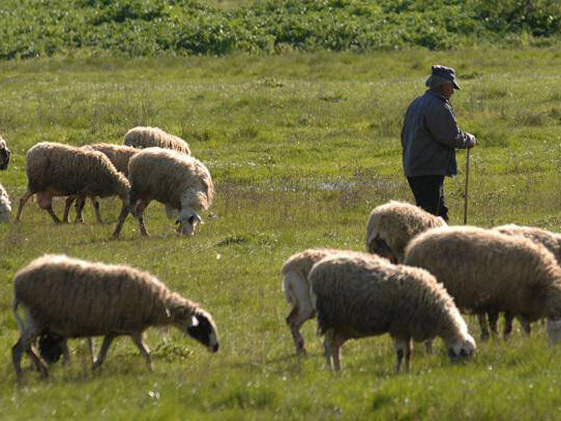 Ως 30 Ιουνίου οι εγγραφές για την συμπληρωματική ενίσχυση 2% για τους κτηνοτρόφους αντί για 31 Δεκεμβρίου