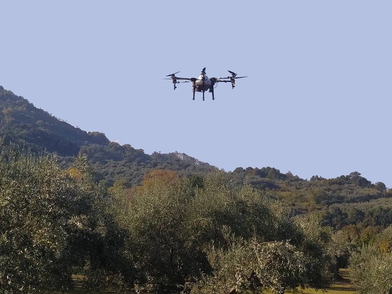 Ψεκασμοί με  drones  από την Περιφέρεια Θεσσαλίας για την καταπολέμηση του δάκου της ελιάς, σε Κόκκινο Νερό, Καρίτσα και Κεραμίδι   