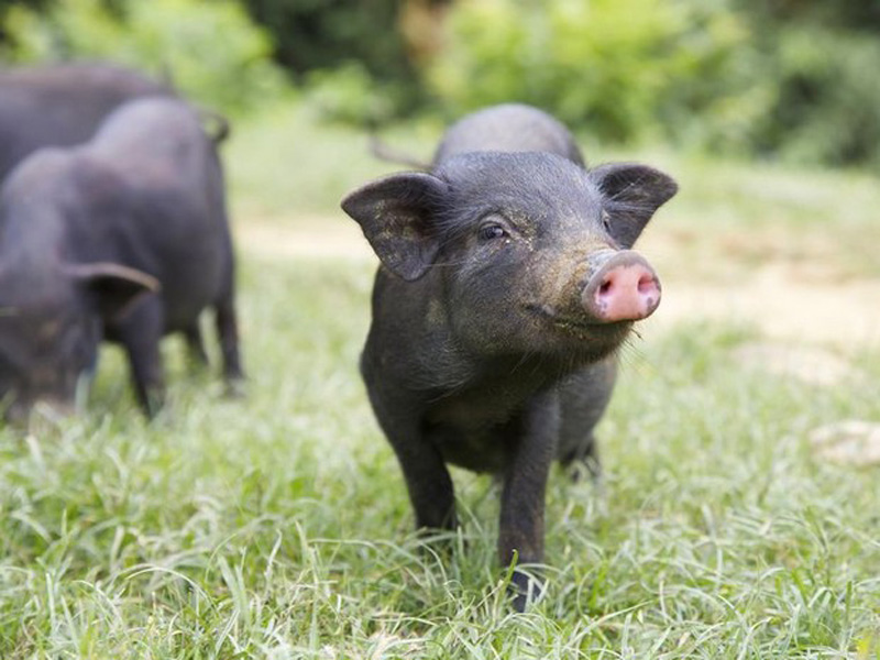 Στήριξη μαύρου χοίρου και κρεοπαραγωγικής αιγοπροβατοτροφίας ζητά η ΕΔΟΚ