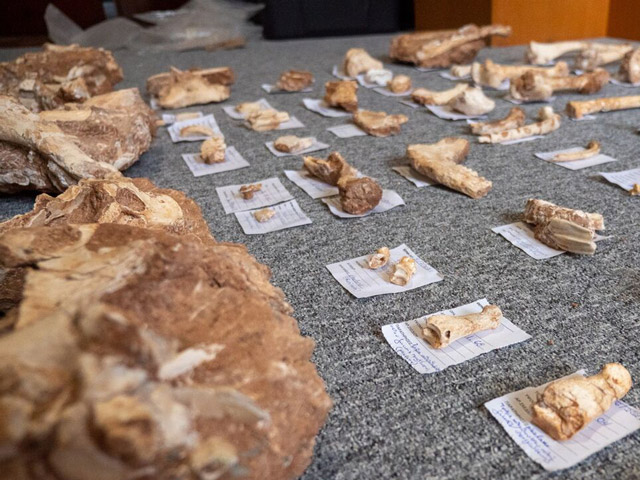 Στο φως απολιθωμένα οστά ζώων που έζησαν στο ελληνικό Jurassic Park πριν από 2 εκ. χρόνια