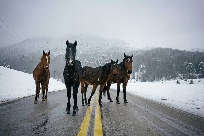 Άγρια άλογα καλπάζουν στα χιόνια στη Βασιλίτσα (φώτο)