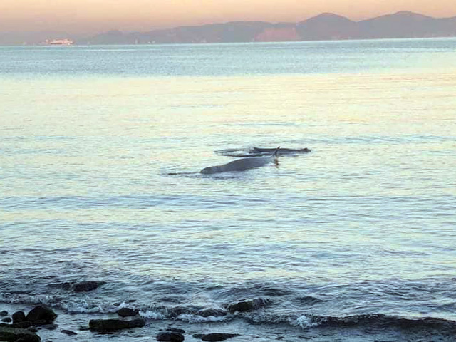 Θλιβερή εξέλιξη: Η φάλαινα του Αλίμου βρέθηκε νεκρή στα παράλια της Σαλαμίνας