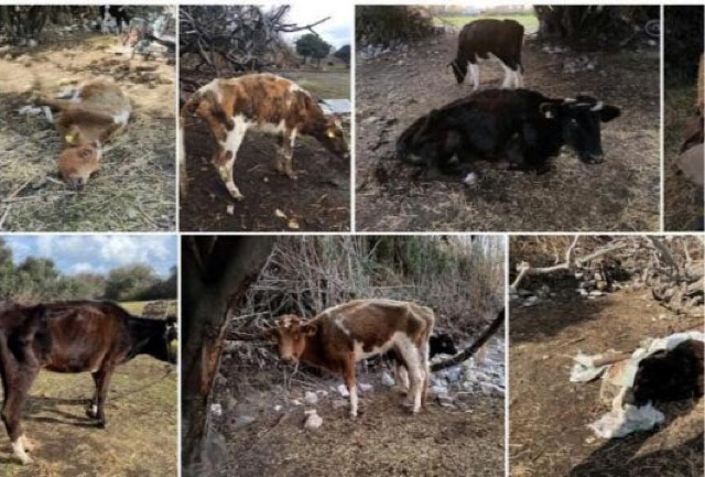 Κολαστήριο στην Κώ: Σκελετωμένες και νεκρές αγελάδες σε απάνθρωπες συνθήκες