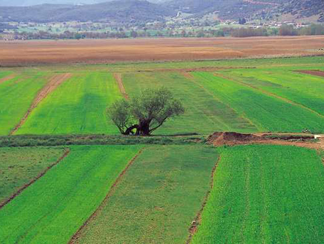 Πρωτιά για τα αγροτικά εισοδήματα στο Νομό Λάρισας – Δηλώθηκαν 98.896 εκατομμύρια ευρώ σύμφωνα με την ΑΑΔΕ