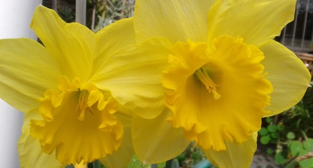Ο νάρκισσος ένα από τα πρώτα λουλούδια της Άνοιξης κοσμεί τις τυρναβίτικες αυλές!