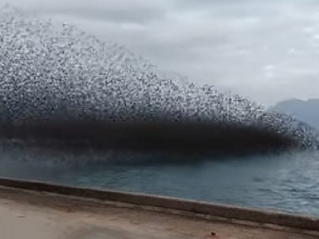 Εντυπωσιακό βίντεο με σμήνος πουλιών στη Πάτρα