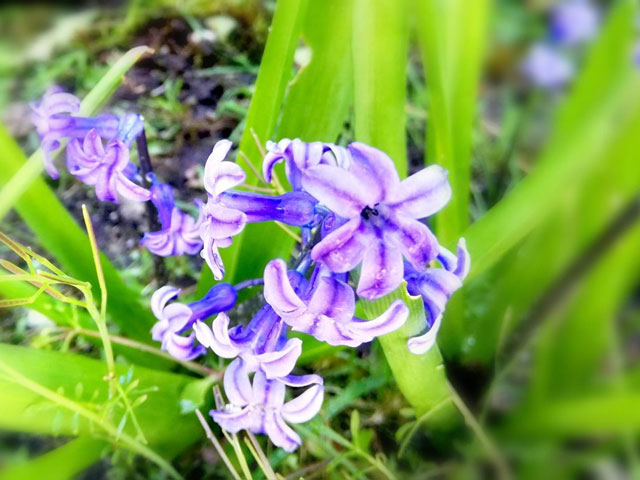 Ζουμπούλι ή Υάκινθος ένα από τα πρώτα λουλούδια της Άνοιξης