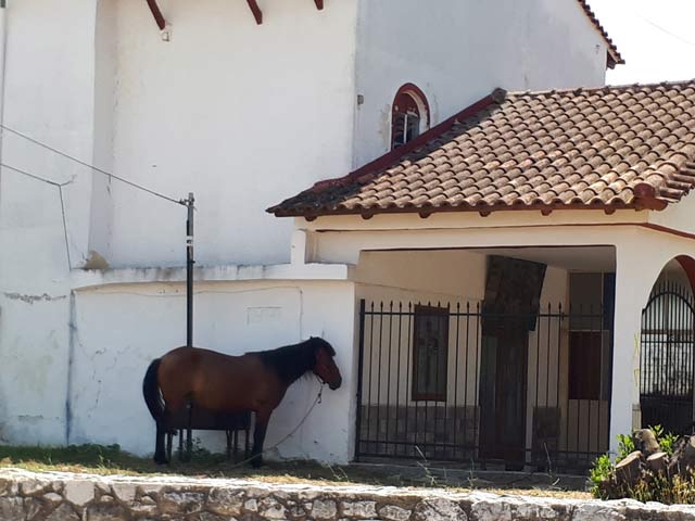 Άλογα στον προαύλιο χώρο της Αγίας Τριάδας Τυρνάβου – Όμορφο θέαμα αλλά οι ακαθαρσίες τους;
