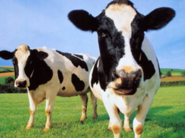 Αγελάδα τραυμάτισε 58χρονο στον Τύρναβο