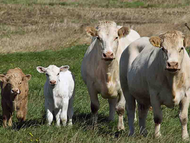 Εγκρίθηκε πρόγραμμα 50 εκατ. ευρώ για τη στήριξη του κτηνοτροφικού τομέα από την ΕΕ