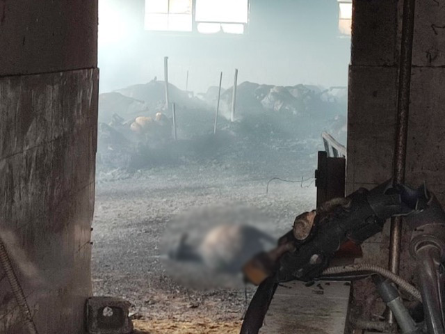 Φωτιά σε ποιμνιοστάσιο στο Δαμάσι προκάλεσε ζημιές και έκαψε ζώα