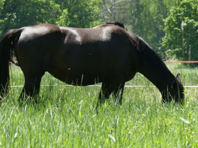 Χάθηκε άλογο πίσω από το Lidl στο Τύρναβο