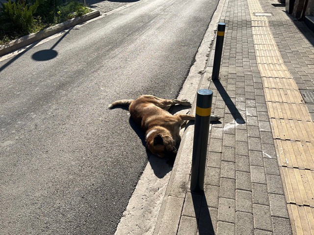 Κτηνωδία στον Τύρναβο νεκρό σκυλί από φόλα