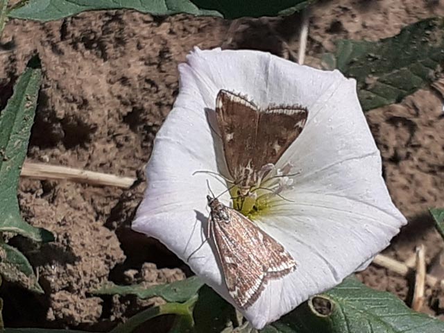 Διεύθυνση Αγροτικής Οικονομίας Περιφέρειας Θεσσαλίας: Προειδοποίηση για το νεοεμφανιζόμενο επιζήμιο έντομο για τις καλλιέργειες