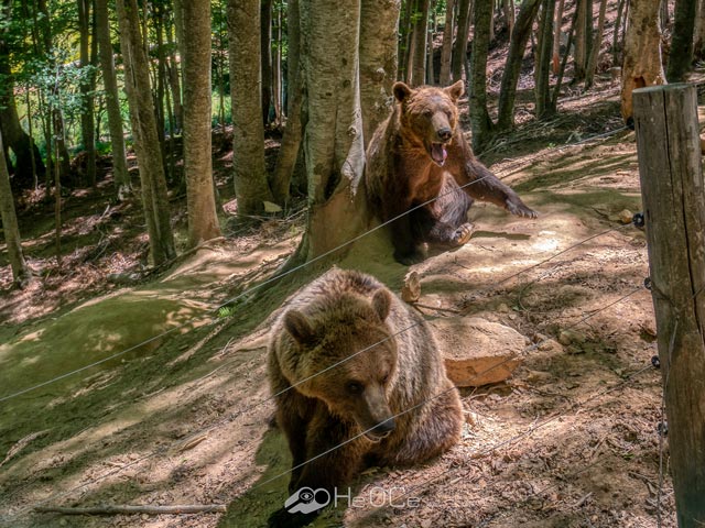 Αρκούδες σε χωριά των Τρικάλων-Ενημέρωση από το Δασαρχείο