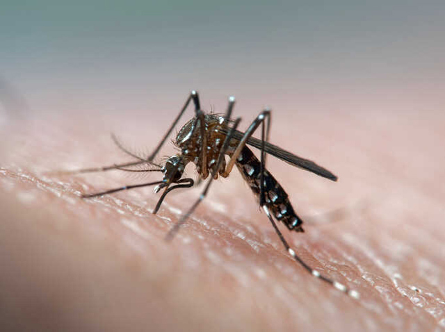Σε έξαρση τα κουνούπια σε Αμπελώνα – Φαλάνη