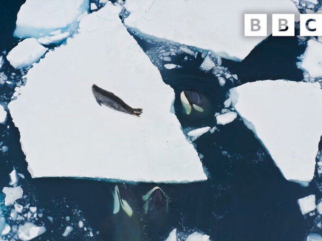 Όρκες σπάνε συγχρονισμένα τον πάγο για να φάνε μια φώκια (βίντεο)