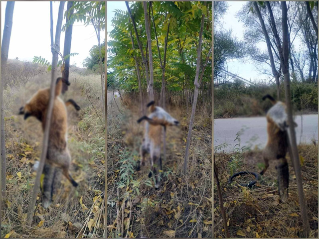 Αποτροπιασμός: Κρέμασαν αλεπού σε δέντρο στην Λάρισα