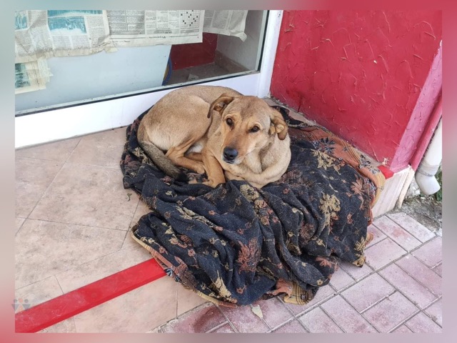 Επιβεβαιώθηκαν οι φόβοι για άλλο ένα νεκρό σκυλί από φόλα στον Τύρναβο