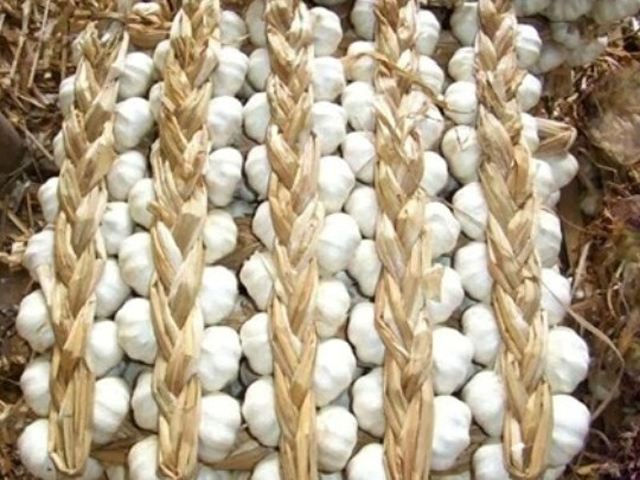 Γιαπωνέζικη εταιρία-κολοσσός θα κατασκευάσει το πρώτο εργοστάσιο μεταποίησης σκόρδου στον Πλατύκαμπο
