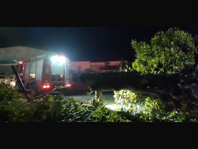 Έκτακτο: Μεγάλο δέντρο έπεσε στον Αμπελώνα στα παλιά νεκροταφεία