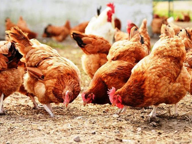 Η Γαλλία επιβάλλει λόκνταουν στις… κότες λόγω της γρίπης των πτηνών